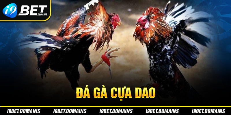 Đá gà cựa dao - Theo dõi những trận chiến đỉnh cao tại I9bet