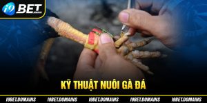 Kỹ Thuật Nuôi Gà Đá - Tổng Hợp Các Kinh Nghiệm Hay