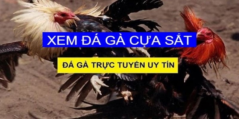 Tìm hiểu về đá gà cựa sắt 