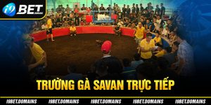 Trường Gà Savan Trực Tiếp - Nơi Chọi Kê Uy Tín Xanh Chín 